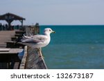 seagull perched on the wooden...