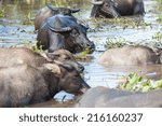 black water buffalos are...