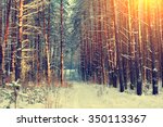 pine snowy forest in winter