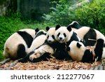 group of cute giant panda bear...