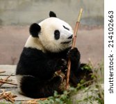 cub of giant chinese panda bear ...