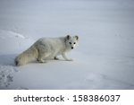 Small photo of Arctic fox, Alopex lagopus, North America