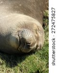 northern elephant seal female ...