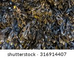bladderwrack seaweed background ...