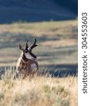Small photo of A buck antelope on the Wyoming prairie.