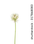 Small photo of White clover (Trifolium repens)