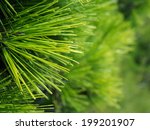 close up of christmas pine fir...