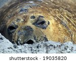 sleeping sea lion in sand
