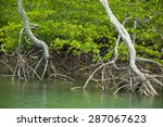 roots and branches mangrove...