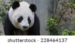 close up of giant panda