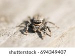 Small photo of A close up shot of the eyes of a Jumping Spider (Marpissa muscosa) waiting to pounce on its next meal.