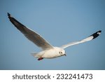 Small photo of Seagulls winter evacuate on blue sky background at QM. Bangpu Recreation Center,Thailand.