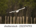 Small photo of Seagulls winter evacuate on green background at QM. Bangpu Recreation Center,Thailand.