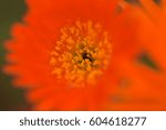 Small photo of macro shot of orange flower with pistils in Cyprus
