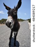 Donkey Jackass Free Stock Photo - Public Domain Pictures