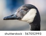 Small photo of Canada goose head in profile, all wet