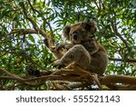 koala bear sitting on a...