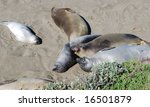 wild elephant seals on pacific...