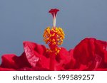 Small photo of Stamens, pistils and petals of a red flower