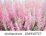 field of heather flowers. small ...