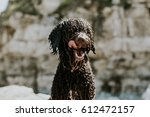 Small photo of Brown spanish water dog with curly hair all wet in the beach