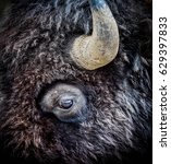 Small photo of American Bison Eye