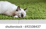 Small photo of Blue eyed kitten ready to pounce on toy as he sits on his green mat