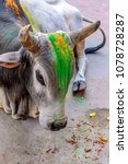Small photo of A Colored Brahma Cattle Cow for the Hindu Festival Holi in Jodhpur India