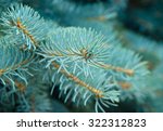 branches of blue fir tree....