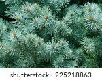 background blue spruce