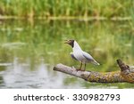 seagull on a tree branch over a ...
