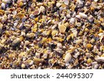 mussel shells and snails on the ...