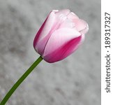 Small photo of Single dark pink tulip in bloom outside in early spring against set against an open light grey background allowing for copy space