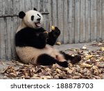 panda eating bamboo shoots...