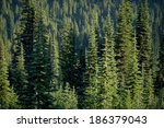 green alpine tree forest