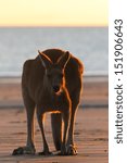 Small photo of The rare sight of an eastern grey kangaroo on the beach in the morning. There only a few places in the world to witness this including cape hillsborough