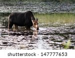 female moose has a drink as she ...
