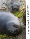 curious baby elephant seals at...