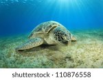  - stock-photo-green-turtle-grazing-on-sea-grass-at-abu-dabbab-marsa-alam-egypt-110876558