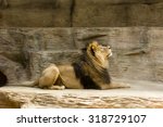 African Lion Free Stock Photo - Public Domain Pictures