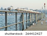 seagulls perched over a pier...