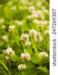 Small photo of Trifolium Repens L. (White clover, Dutch Clover)