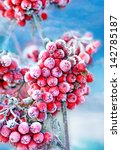  red frozen rowan berries on...