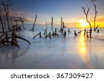 mangrove trees on the beach at...
