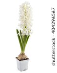 stock-photo-young-white-hyacinth-flower-seedlings-with-tuber-hyacinthus-orientalis-in-flower-pot-isolated-on-404296567.jpg