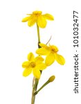 single stem with three yellow...