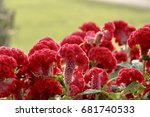 Small photo of Red rooter flower