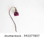 stock-photo-flat-lay-of-dried-flower-rose-and-withered-on-white-background-with-copy-space-592377857.jpg