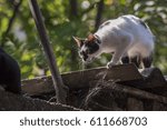 Small photo of Cat ready to pounce on a roof
