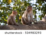 Small photo of Two Bonnet Macaque monkeys on a tree.Image taken at Sanjay Gandhi National Park in Mumbai,India. Scientific Name: Macaca radiata